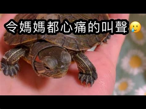 烏龜會笑嗎？|【烏龜真的會笑嗎】烏龜會笑嗎？這些烏龜表情讓你笑。